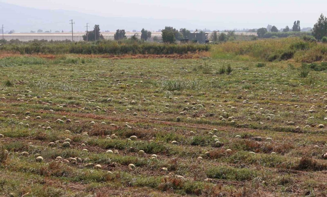 Fiyatlar düşünce karpuz tarlada kaldı