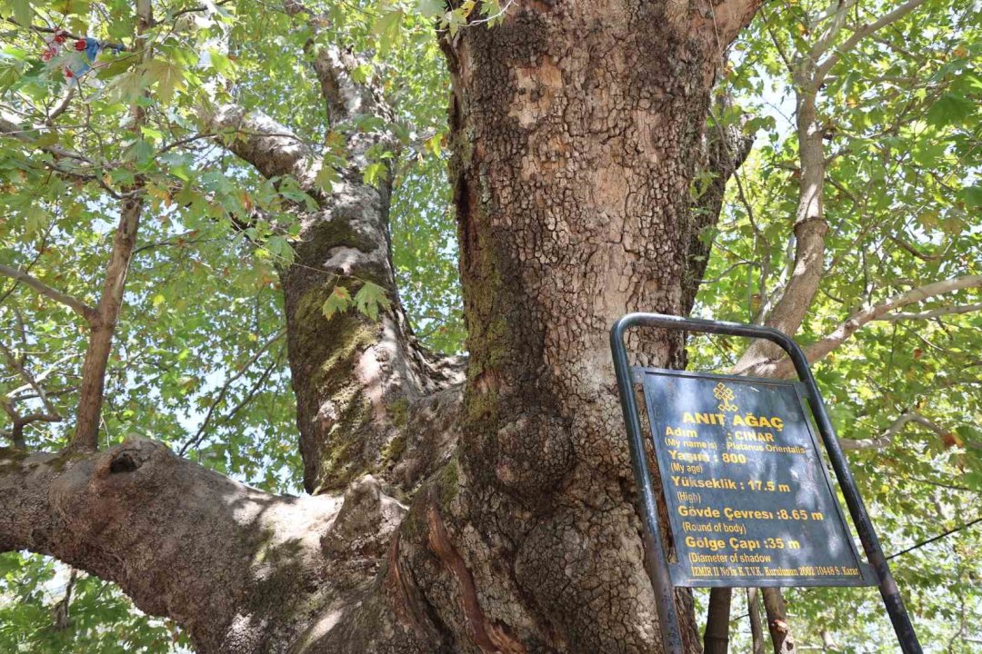 Tarihin 800 yıllık sessiz tanığı kökleriyle toprağa, dallarıyla gökyüzüne uzanıyor