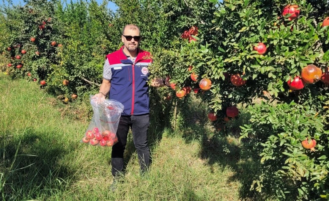 Aydın’da pestisit kalıntı analizi için nar numuneleri alındı