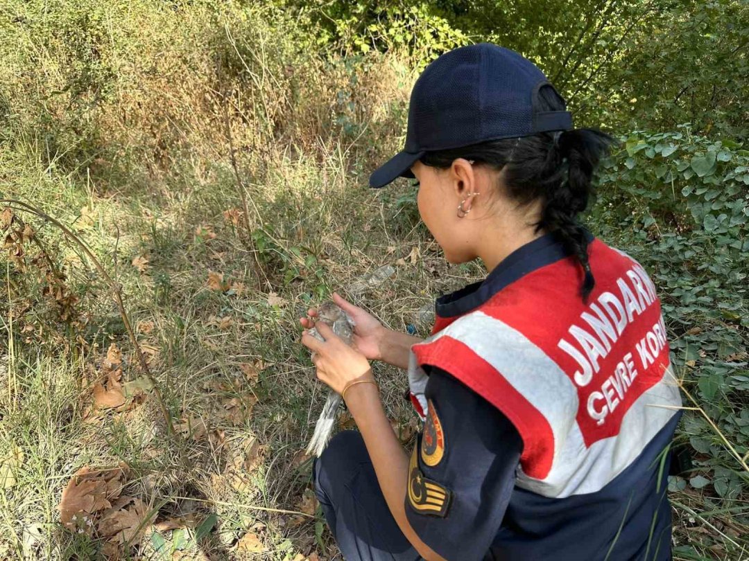 Jandarmanın bulduğu yaralı kumru tedaviye alındı