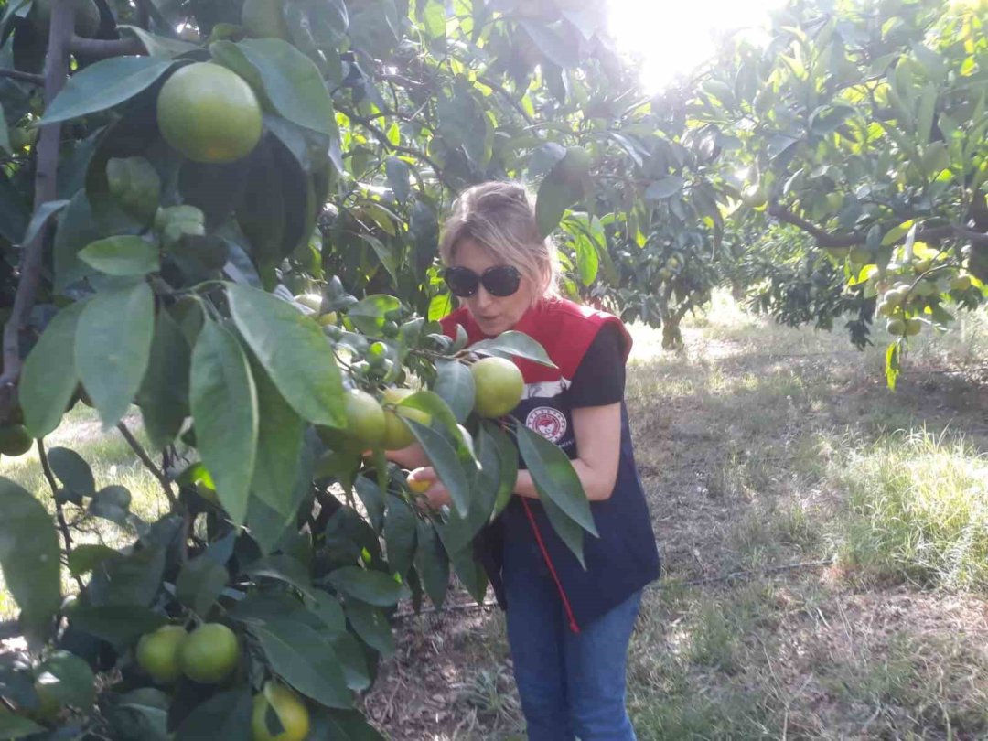 Söke’de tarımsal verim için önleyici çalışmalar sürüyor