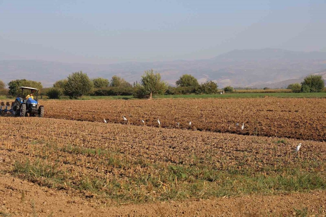 Aydın’da su kuşları, çiftçilerin tarladaki yoldaşı oluyor