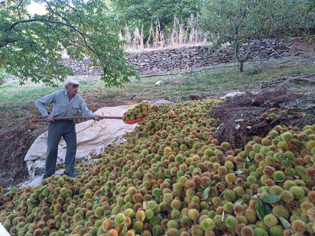 Köşk’te kestane hasadı devam ediyor