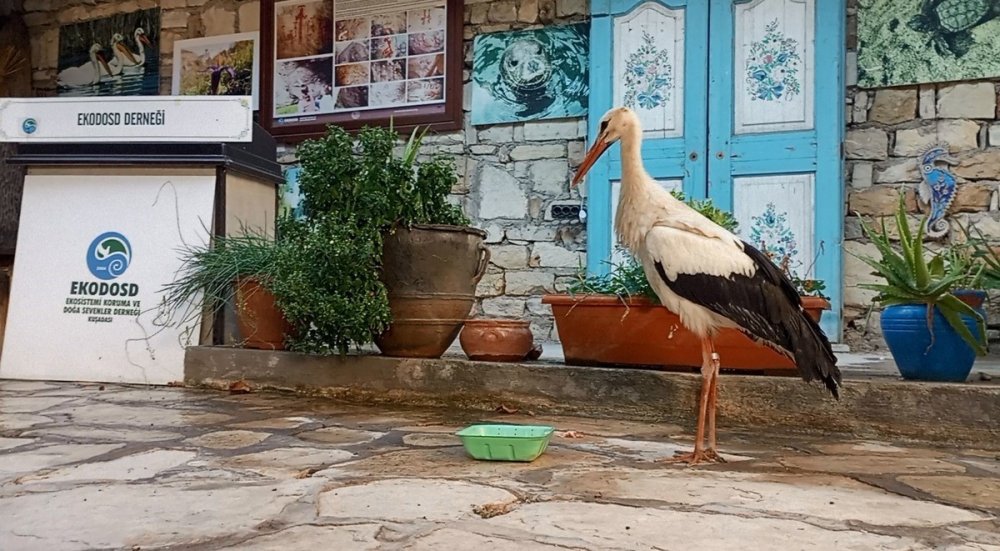 Bulgaristan’dan Kuşadası’na gelen yaralı leylek tedavi edilip, doğaya salındı