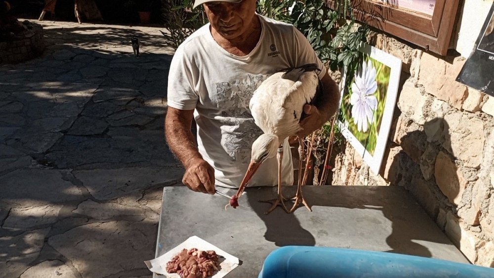 Bulgaristan’dan Kuşadası’na gelen yaralı leylek tedavi edilip, doğaya salındı