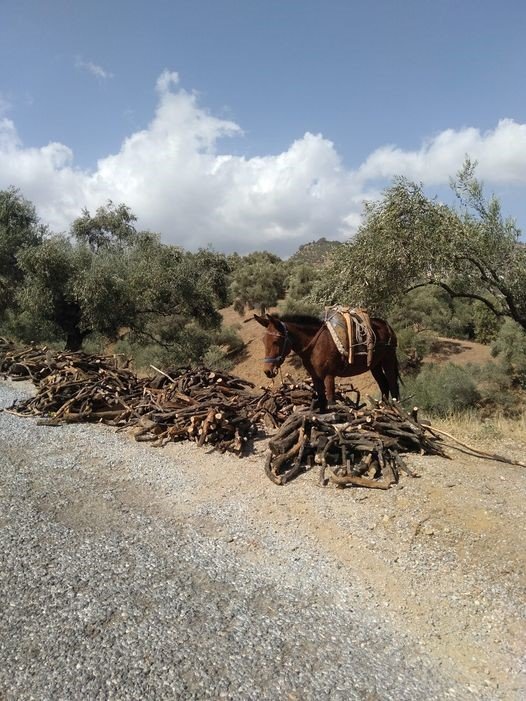 Aydın’da geleneksel kış hazırlıkları başladı