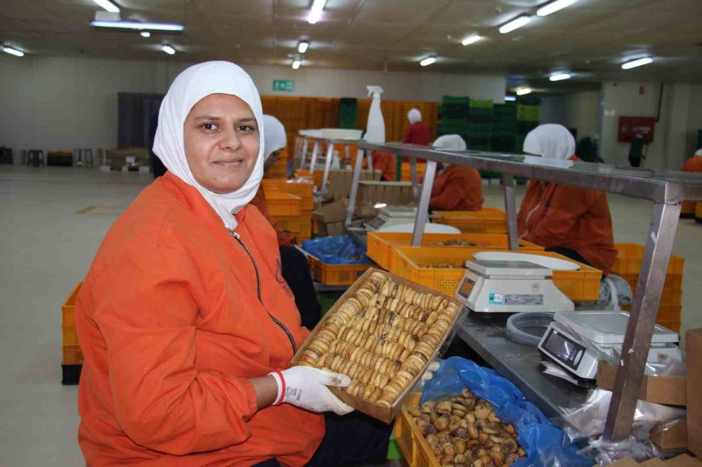 Aydın’ın kuru inciri 100’den fazla ülkede ağızları tatlandırıyor