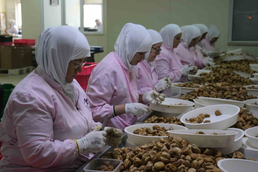 Aydın’ın kuru inciri 100’den fazla ülkede ağızları tatlandırıyor