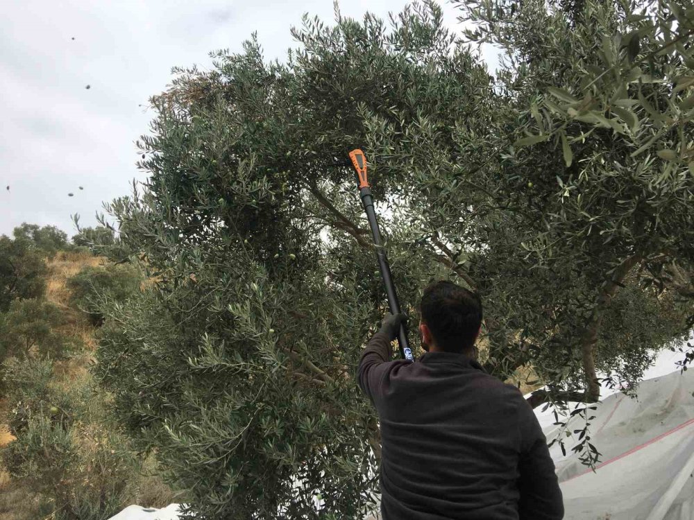 Günlük 3 bin liraya çalışacak zeytin işçisi bulunamıyor