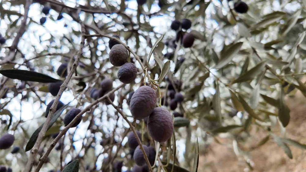 Günlük 3 bin liraya çalışacak zeytin işçisi bulunamıyor