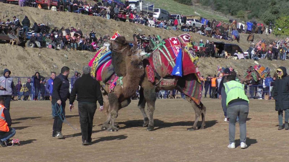 Kuyucak’ta pehlivan develer şampiyonluk için güreşti