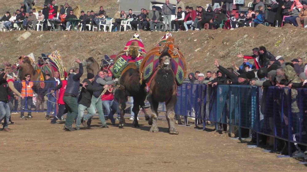 Kuyucak’ta pehlivan develer şampiyonluk için güreşti