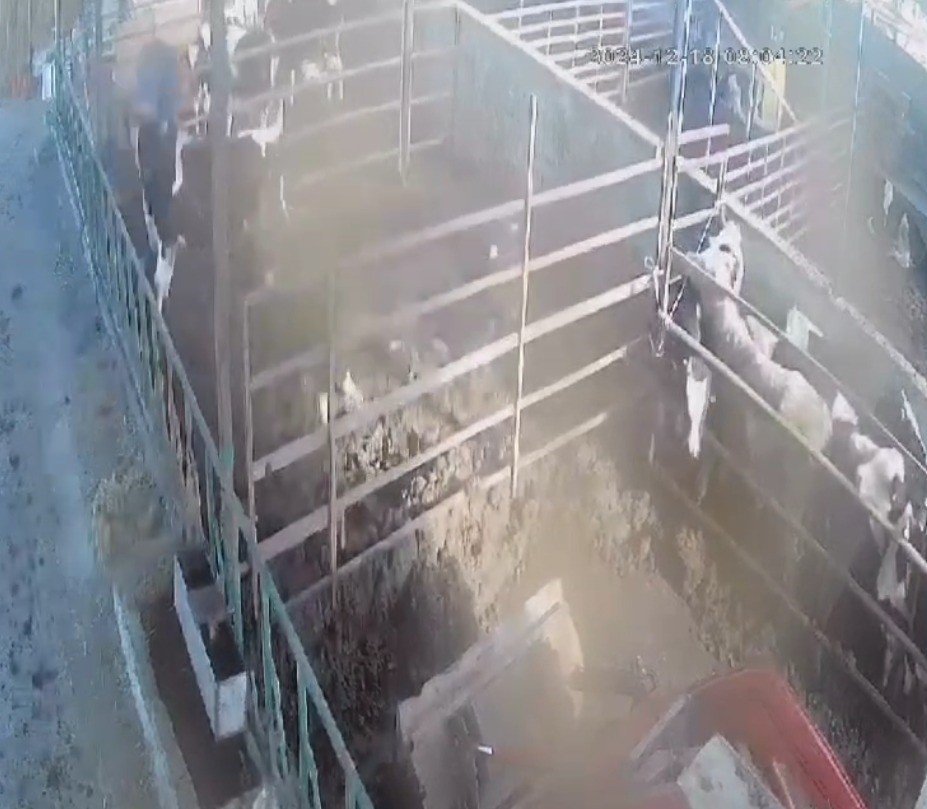 Öfkeli boğa sahibine acımadı