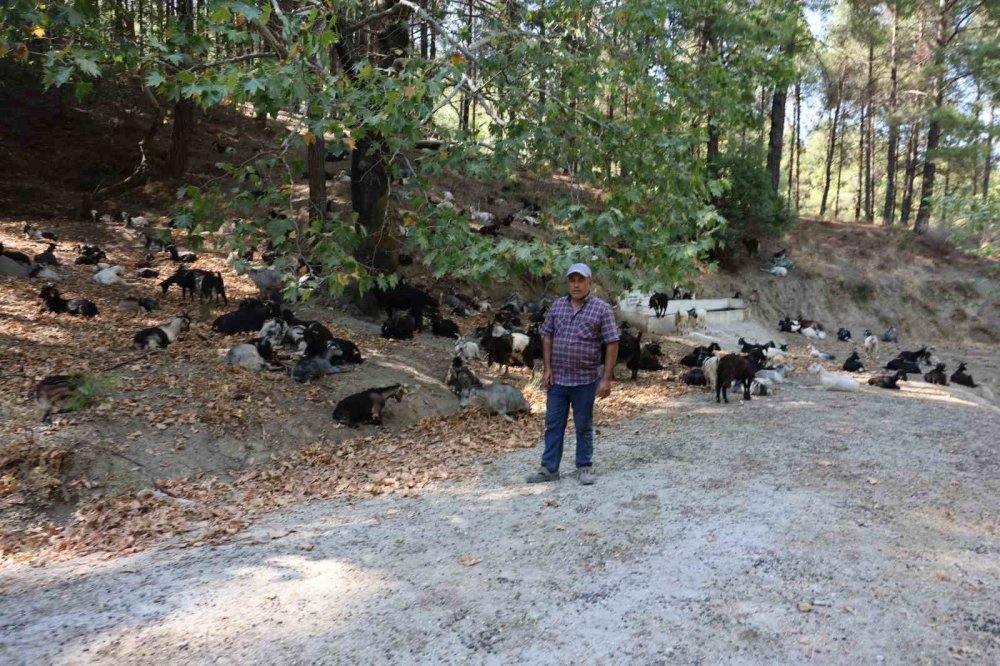 Koyun, keçi ve çobanların kıymeti bilinmedi, ülkenin en büyük sorunu yangınlar oldu