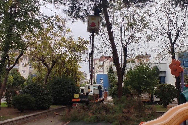 Efeler’de Ağaç Budama Çalışmaları Sürüyor
